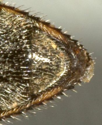 Media type: image;   Entomology 8031 Aspect: anal sclerite